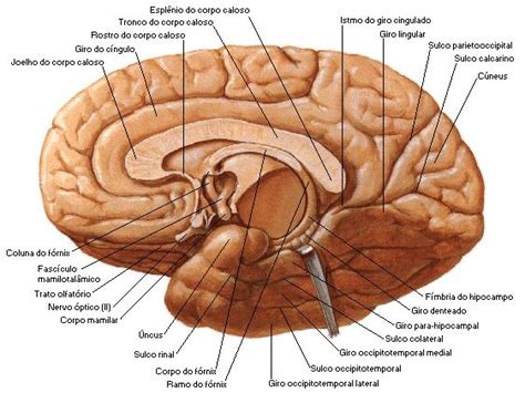 The Structure Of The Human Brain With Labels On Each Side And Labeled