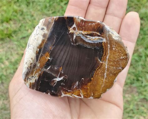 Big Jasperized Wood Killer Specimen Rare Polished Orange Petrified Wood