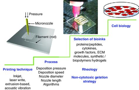 Components Of D Bioprinting Highlighting The Importance Of