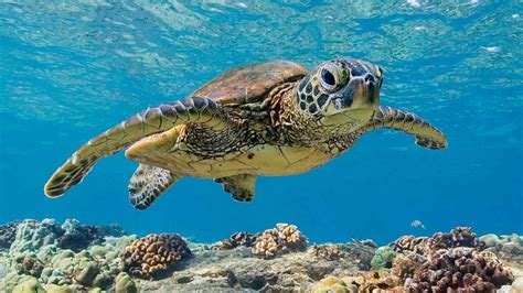 Volontariato Ambientale Con Le Tartarughe Marine Come Fare