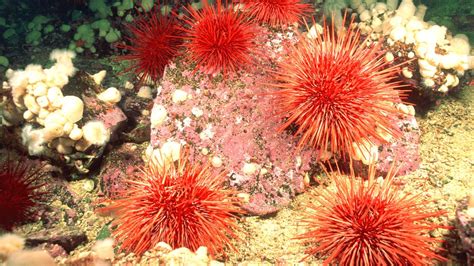 The Not So Secret Life Of Sea Urchins Critterfacts