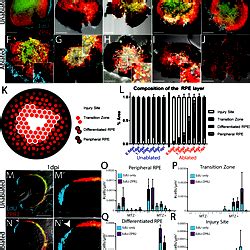 Wholemount analysis of RPE cell proliferation and regeneration.