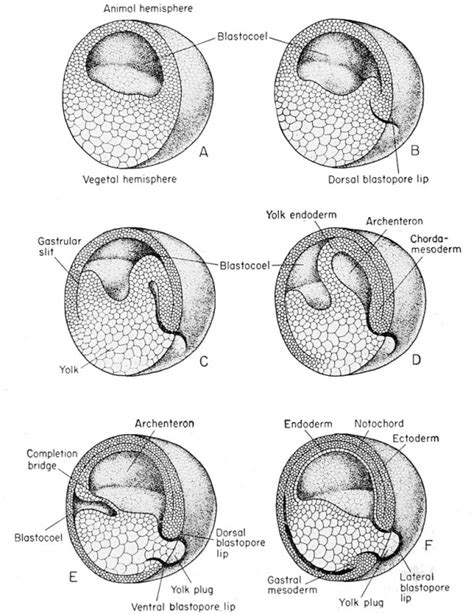 Book The Frog Its Reproduction And Development Embryology