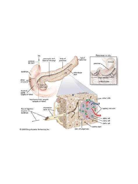 Islets of Langerhans - Definition, Function, Location, & Facts - Britannica | PDF