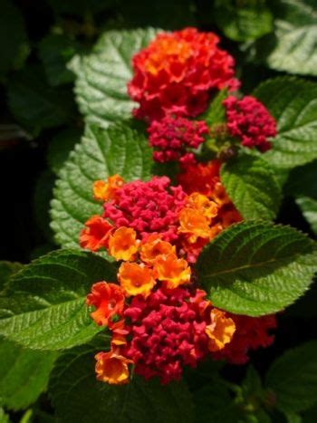 10 Of The Best Lantana Flower Varieties For Your Garden Artofit