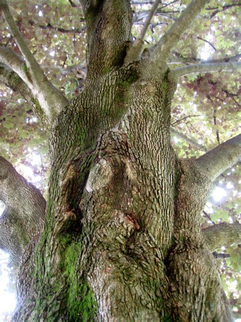 grandfather tree  dragonflyify  deviantart