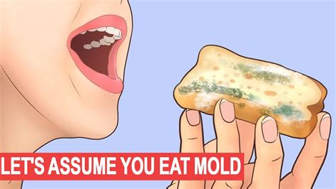 Let S Assume You Ate Mold What Happens If You Eat Mold YouTube