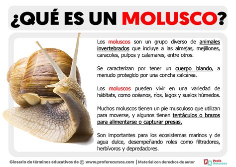 O Que Significa Molusco - O Que é Molusco - MAGEDU