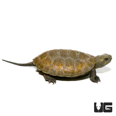 Baby Japanese Wood Turtles For Sale Underground Reptiles