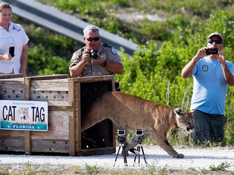 Rescued Florida Panther Released Into Wild