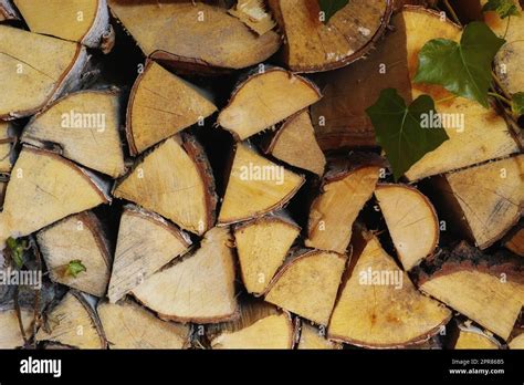 Preparation Of Firewood For The Winter Stacks Of Firewood In The