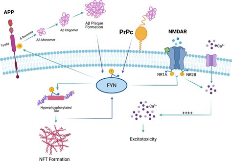 Overview Of The Role Of Fyn In Physiological And Pathological Processes