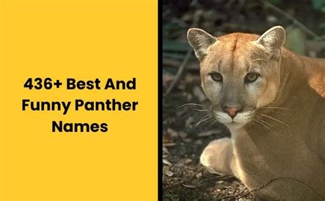 Best And Funny Panther Names Namescheetah