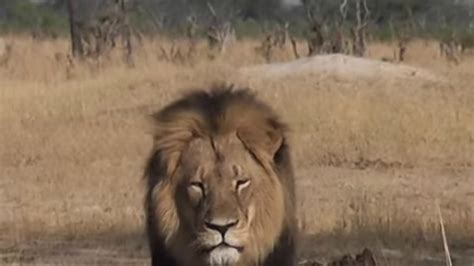 Watch Zimbabwes Cecil The Lion Before His Tragic Death And Jimmy