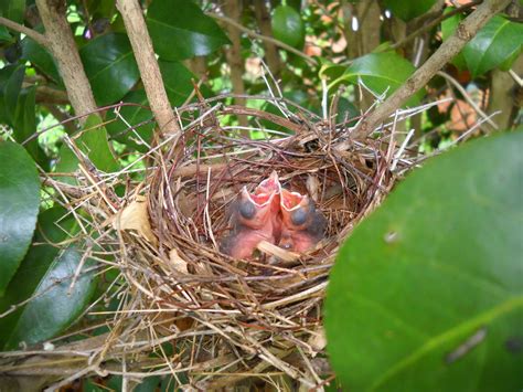 Gold Hill Plant Farm: Cardinal Nest