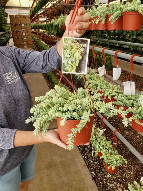 Donkey Tail Hb Ca Tri State Foliage In House Availability