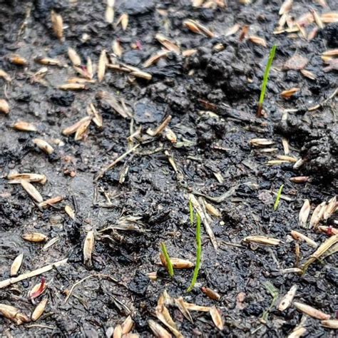 When To Seed A Lawn Best Time To Sow Grass Seeds In UK