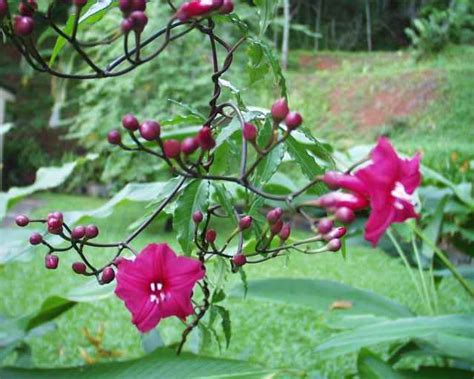 Flowering Jungle Vines