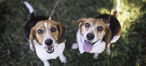 dog friendly parks  austin texas barkhappy
