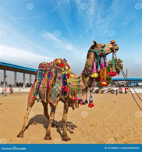 Camel at Pushkar Mela (Pushkar Camel Fair), India Stock Image - Image