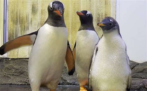 Sydney Gay Penguins Sphen And Magic In Aquarium Livestream