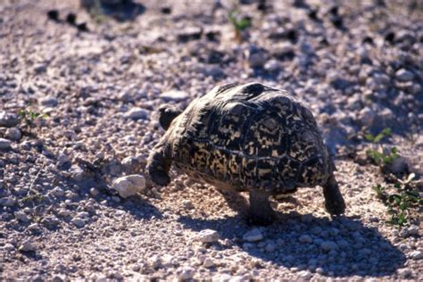 how to cook tortoise meat