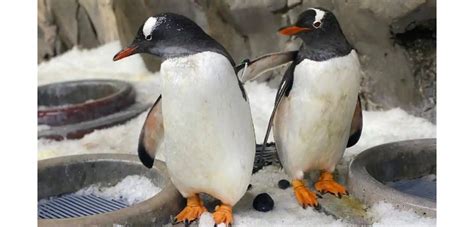 Melbourne Aquarium S Gay Penguin Couple Jones Klaus Are In Love And Have Paired Up Again
