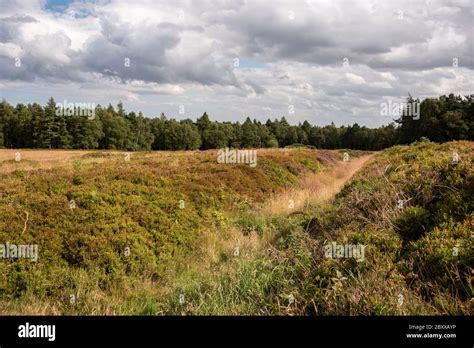 Roman Earthworks At Cawthorn Camp North Yorkshire Uk Stock Photo Alamy
