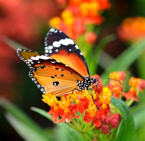 How To Attract Butterflies To Your Garden Tips Ideas And Techniques