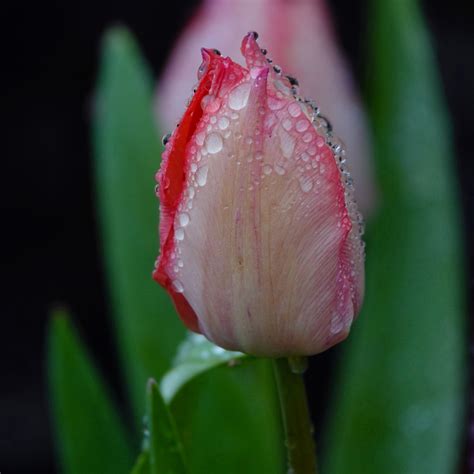 Vroege Vogels Foto Planten Tulp Na De Regen