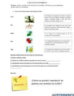 Partes de la planta worksheet 