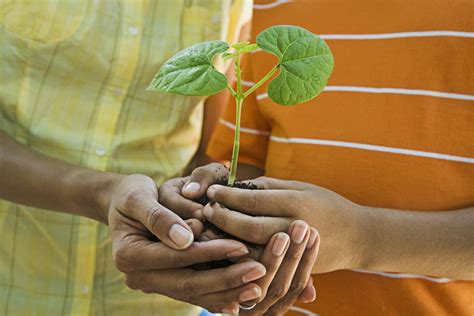 Hands With Plant Prevention Research Collaborative Um Sph