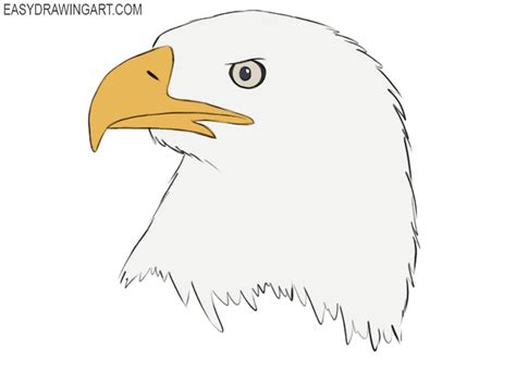 How to Draw an Eagle Head - Easy Drawing Art
