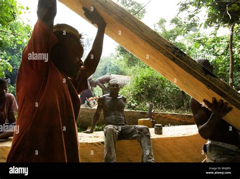 tree cutting africa  res stock photography  images alamy