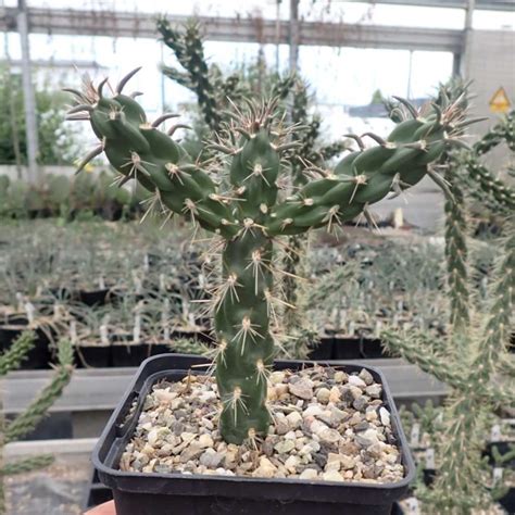 Cylindropuntia Imbricata Cv St Rzer Dw Uhlig Kakteen More Than