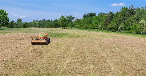 Maple Tree Care | Tree Surgeons in Nottingham & Derby
