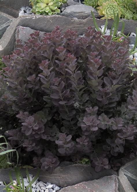 Buy Winecraft Black Smokebush Free Shipping Wilson Bros Gardens 3