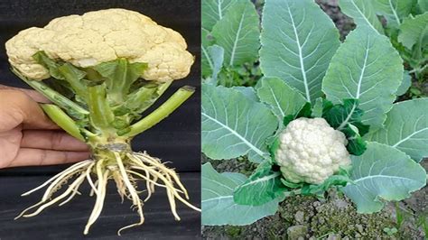 Unique Skill How To Grow Cauliflower Tree From Cauliflower Tree Made