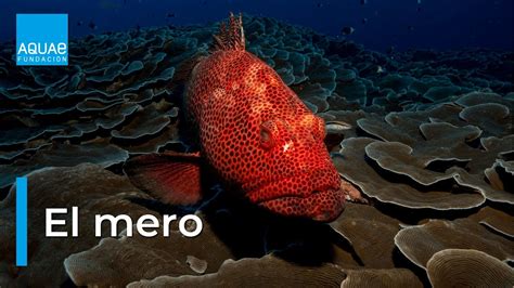 O Que Significa Mero - Descubre las propiedades beneficiosas del mero, un pescado blanco o ...