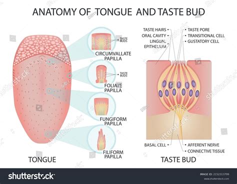 Anatomy Tongue Taste Bud Medical Vector Stock Vector Royalty Free