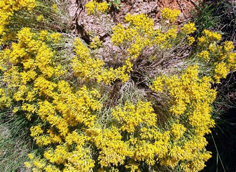 ericameria nauseosa asteraceae image   phytoimagessiuedu