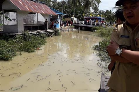 Ngeri Ribuan Makhluk Aneh Di Sungai Kalimantan Barat Ini Mendadak