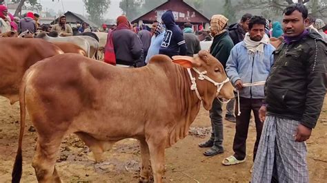 আজ ২২ জানুয়ারি চট্টগ্রামের ব্যবসায়ী কেমন দামে মাংসের ওজন সহ বড় বড় খামার উপযোগী ষাঁড় গরু