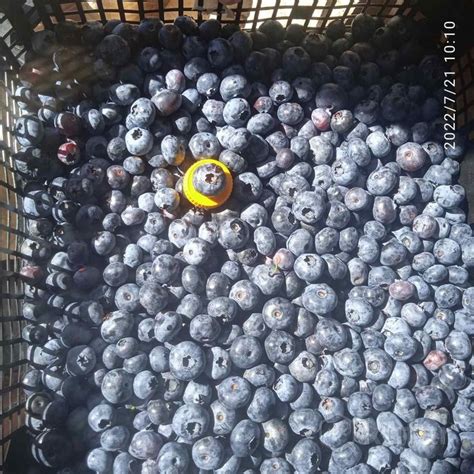 Саженцы голубики 3-4-5 лет разных сортов, цена 12 р. купить в Минске на ...