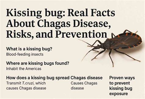 kissing bug real facts  chagas disease risks  prevention