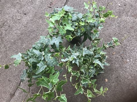 Hedera (Ivy) Silver variegated small – Kew Gardener