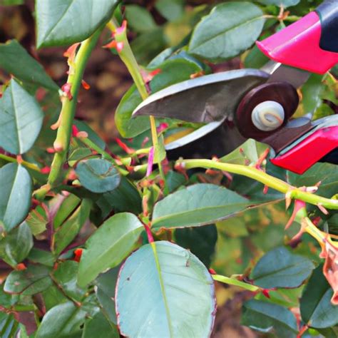 How to Prune a Rose Bush: A Step-by-Step Guide for Beautiful Blooms ...