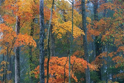 Kentucky Fall Foliage