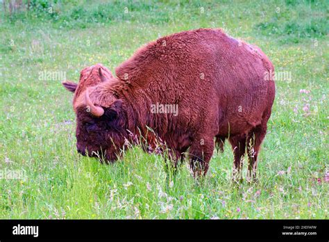 European Bison Grazing In A Grassland Stock Photo Alamy