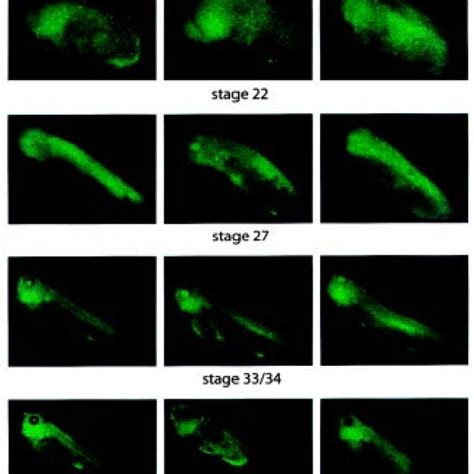 Gfp Expression Patterns Directed By The Globin Tgf And Pdgf A